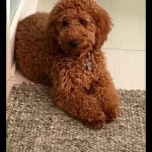 Meet your Posher, Charlie